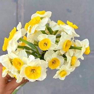 پیاز نرگس ترکیبی از نرگس معطر شیراز و پر پر