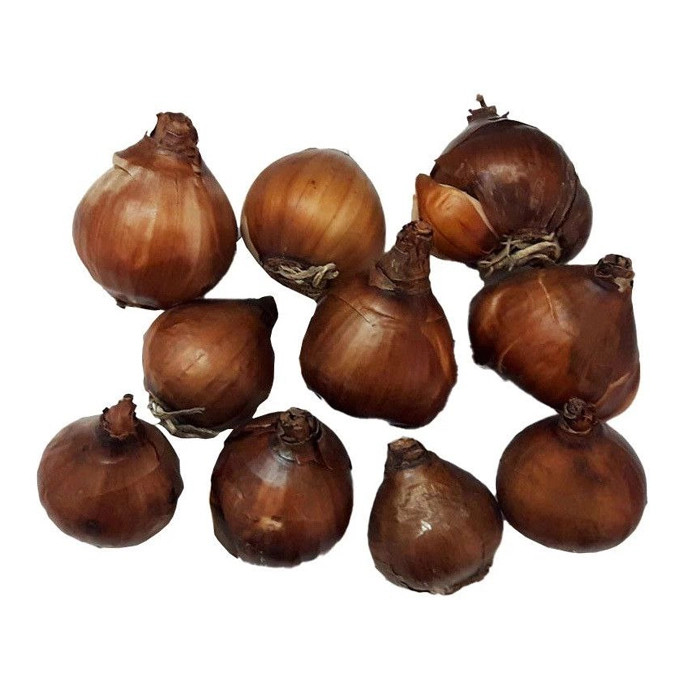 پیاز نرگس ترکیبی از نرگس معطر شیراز و پر پر