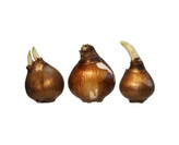 پیاز نرگس ترکیبی از نرگس معطر شیراز و پر پر
