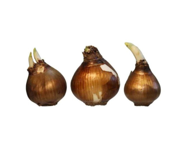 پیاز نرگس ترکیبی از نرگس معطر شیراز و پر پر